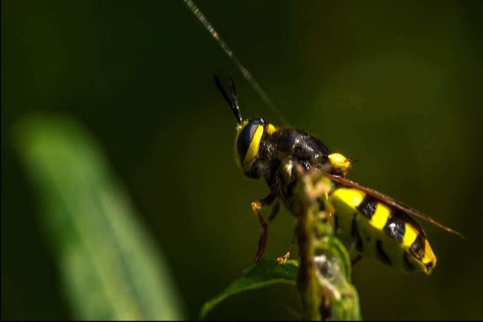 BlogThinkBee