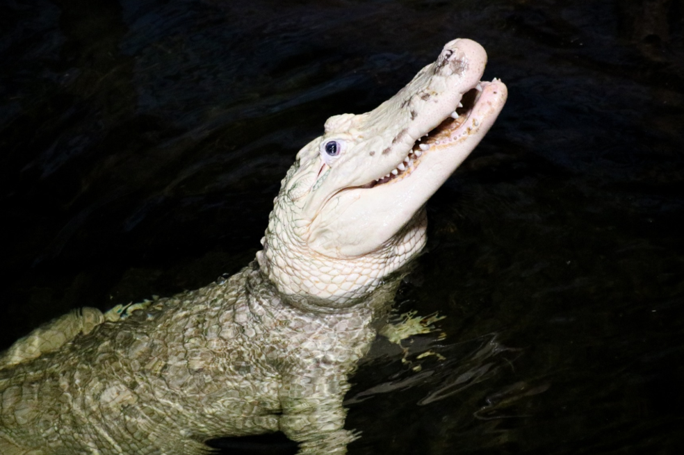 Cocodrilo