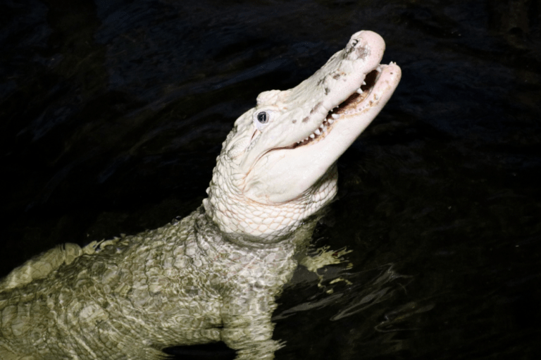 Zoológico sacó 70 monedas del estómago de un caimán