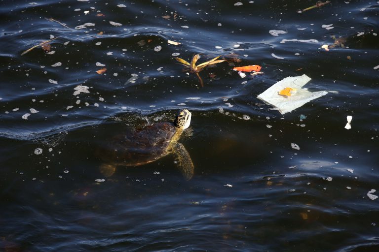 Contaminación por plásticos en el mar.