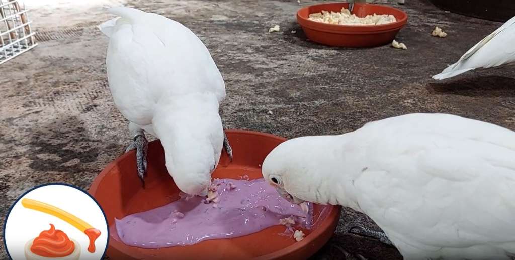 El comportamiento de inmersión en la alimentación de animales no humanos es una posible innovación que consiste en sumergir la comida en un medio antes de consumirla. /Captura de video Jeroen Zewald