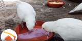 Algunas cacatúas prefieren su comida con un toque de yogur de arándanos