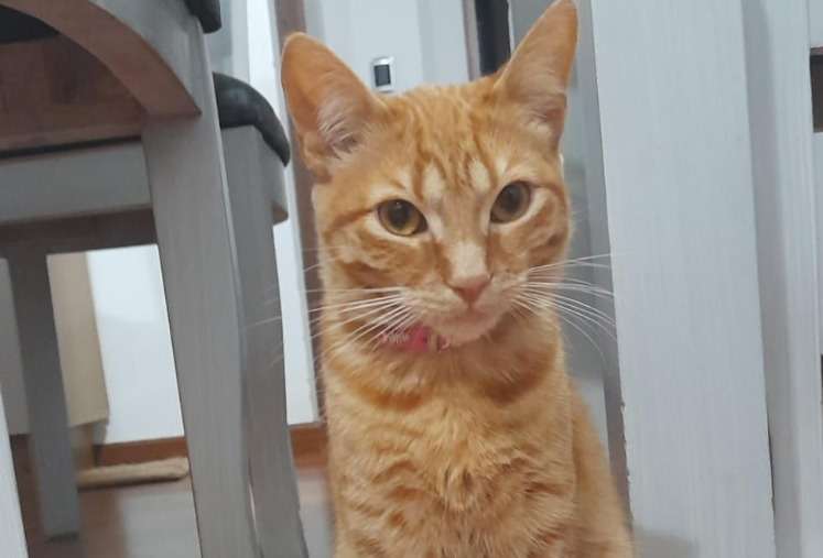 Naranjita fue adoptada y devuelta en menos de un año: ahora espera un nuevo hogar