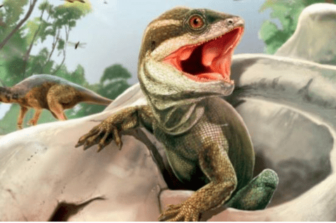 Científicos encuentran nueva especie de reptil ancestral en Suramérica