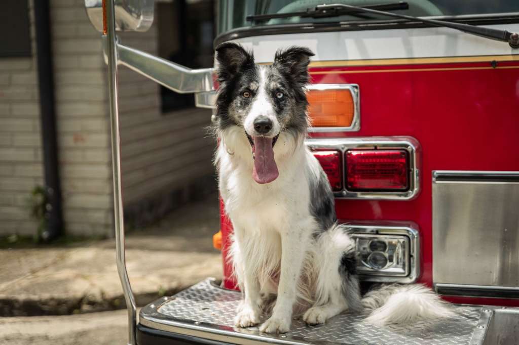 Este es uno de los caninos que se integrarán a bomberos en Medellín o municipios del Valle de Aburrá.