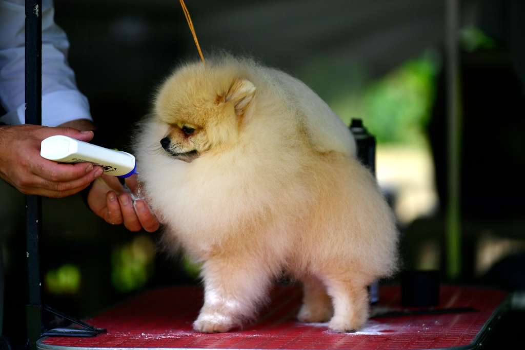 La Asociación Club Canino Colombiano (ACCC) organiza un circuito de exposiciones caninas y de fomento en el Parque de Exposiciones Guillermo Jaramillo Mejía de Madrid, Cundinamarca, que incluye un evento de fomento para razas de perros