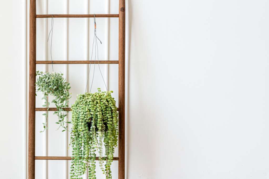 Los jardines verticales son estructuras diseñadas para cultivar plantas en paredes o superficies verticales