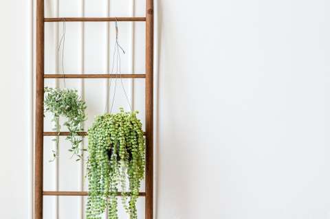 Cinco plantas que son perfectas para un jardín vertical y sus cuidados