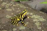 La nueva especie de rana arlequín hallada entre la selva de Colombia y Panamá
