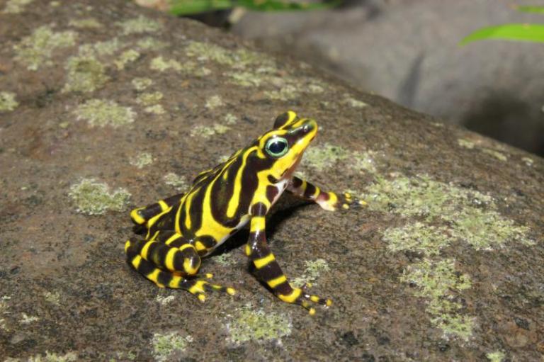 La nueva especie de rana arlequín hallada entre la selva de Colombia y Panamá