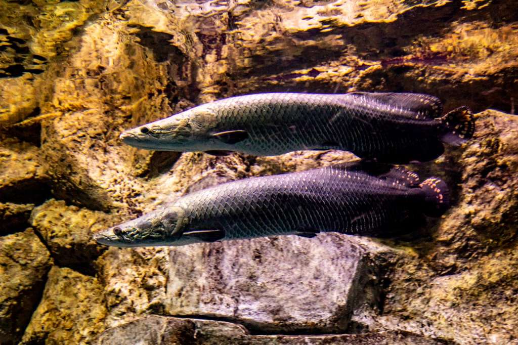 Parque Explora dio un parte de tranquilidad en la estabilidad de todas las especies de peces de su acuario.