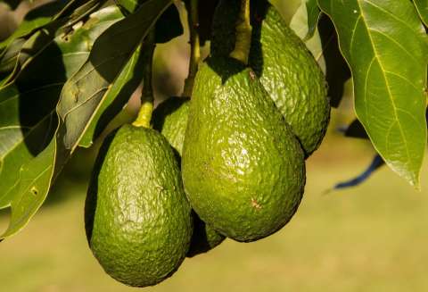 El aguacate crece en suelos colombianos y madura en los mercados del mundo