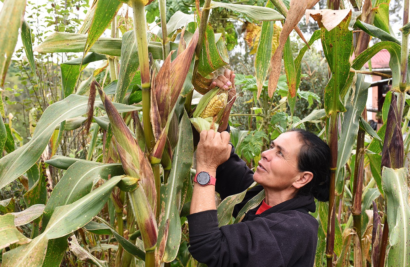 Las mujeres representan el 48,13 % de la población rural de Colombia, pero solo la tasa de empleabilidad es de solo el 29,2 %.