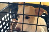 Así fue la jornada en la que rescataron a más de 40 animales en Cartagena