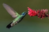 Confirmado, la lengua de los colibríes cambia para extraer néctar
