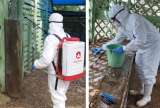 El ICA ha erradicado 27 de los 39 focos de influenza aviar en el país