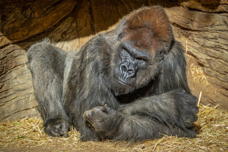 Winston, uno de los gorilas más viejos del mundo, murió a sus 52 años