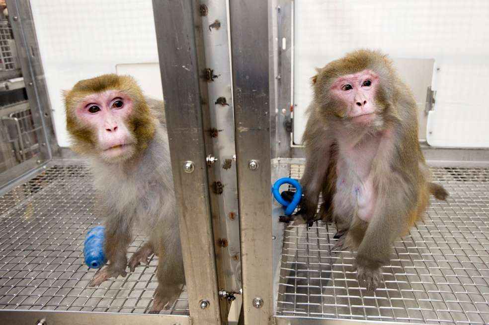 Incluso en el aspecto físico se notan diferencias. El macaco de la izquierda recibió la dieta baja en calorías. / Jeff Miller