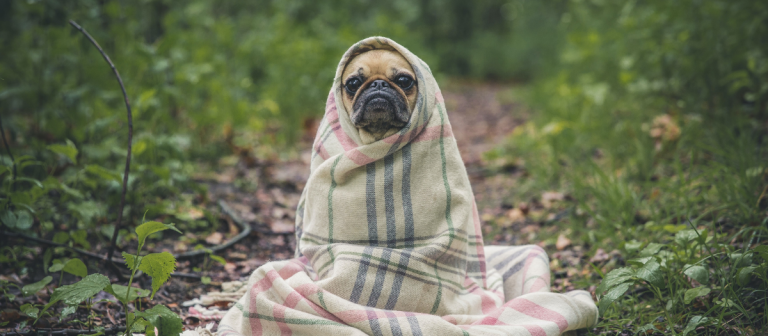 Cómo quitar las pulgas a tu perro con un ingrediente que tienes en casa
