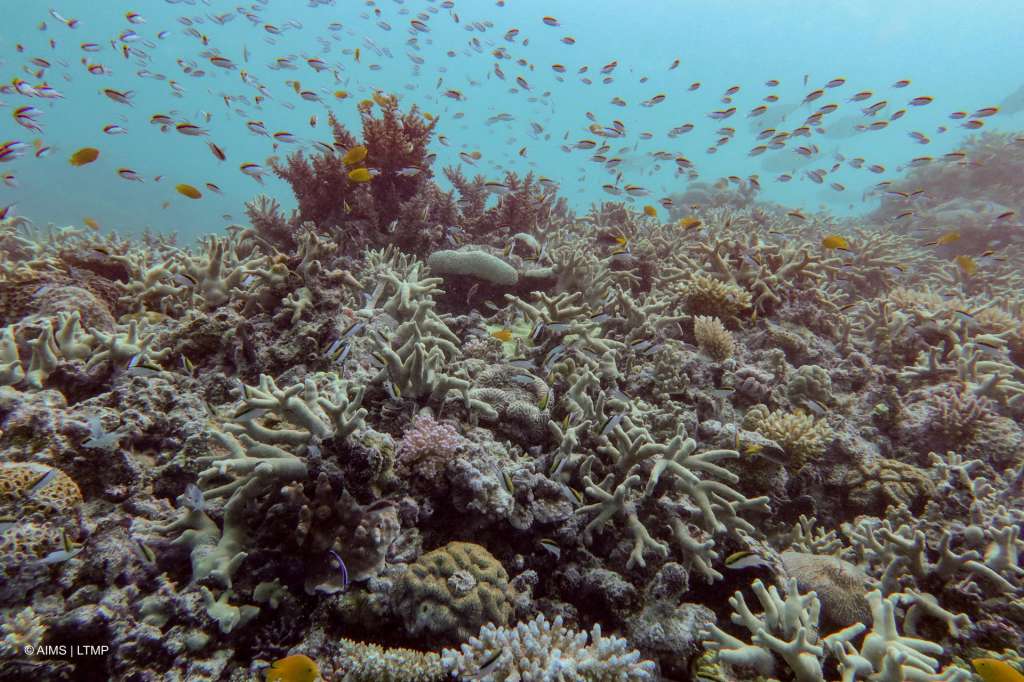 BANGKOK, 06/08/2025.- La Gran Barrera de Coral, con una extensión de unos 2.300 kilómetros y ubicada al este de Australia, sufre su mayor declive coralino desde que hay registros en 1986, indicaron este miércoles en un informe científicos australianos. El gubernamental Instituto Australiano de Ciencia Marina documentó el estado de 124 arrecifes entre agosto de 2024 y mayo de 2025 para determinar el blanqueamiento generalizado de corales en las tres partes de la Gran Barrera. EFE/Instituto Australiano De Ciencia Marina SOLO USO EDITORIAL/SOLO DISPONIBLE PARA ILUSTRAR LA NOTICIA QUE ACOMPAÑA (CRÉDITO OBLIGATORIO)
