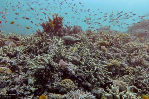 El mundo está cruzando el primer punto de inflexión climática con muerte de corales