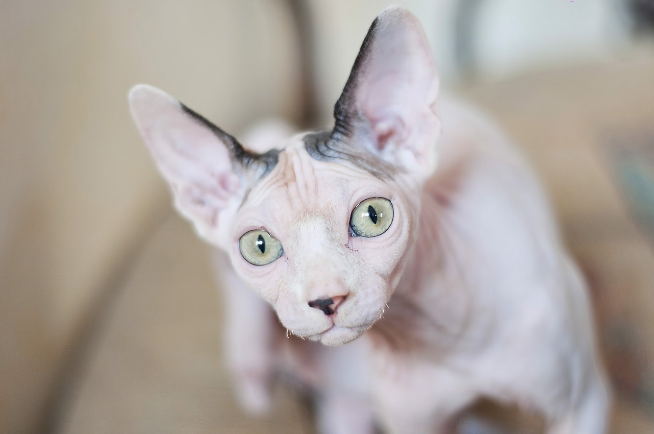 Gato esfinge o sphynx