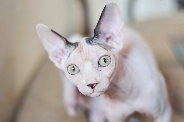 Gato esfinge o sphynx: curiosidades, características y datos sobre este felino