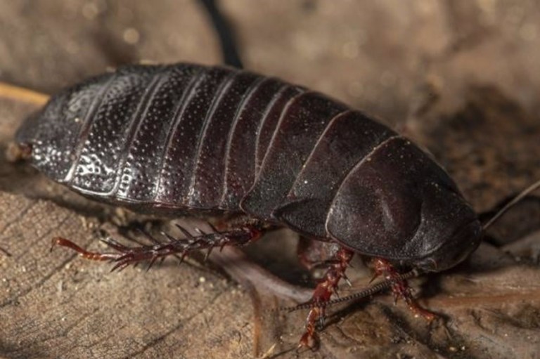 Una cucaracha que come madera y se creía extinta reapareció después de 80 años