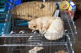 Experta advierte sobre los riesgos que enfrentan los animales en los criaderos