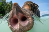 Los secretos de la increíble fuerza y delicadeza de la trompa de un elefante