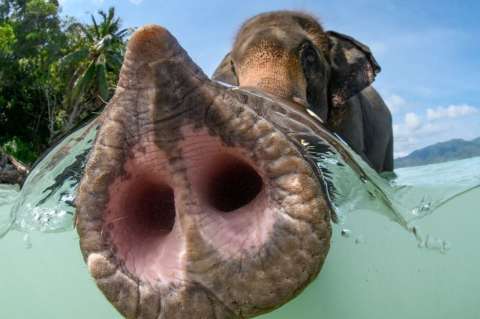 Los secretos de la increíble fuerza y delicadeza de la trompa de un elefante