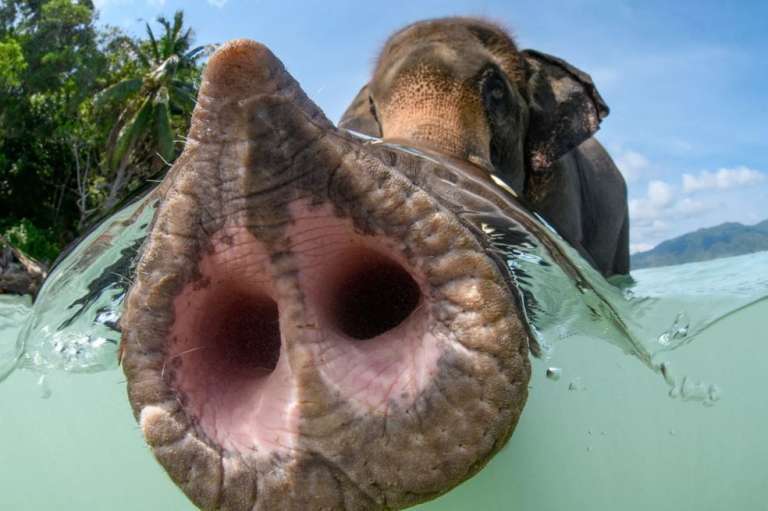 "La trompa del elefante es uno de los rasgos anatómicos más distintivos del mundo natural y esta foto pretende resaltarlo. Por suerte, sintió curiosidad por mi cámara y estuvo encantado de tantearla, lo que me dio la oportunidad de captar esta perspectiva", contó el fotógrafo sobre la imagen.