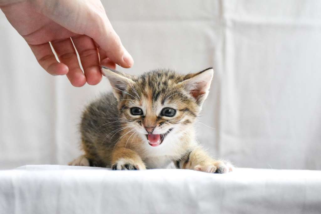 ¿Por qué mi gato me quiere atacar? Acá las posibles razones