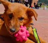 Canela, la perrita que pasó de la soledad al cariño de un grupo de estudiantes