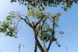 Por presencia de garzas bueyeras podan árboles en algunos sectores de Manizales