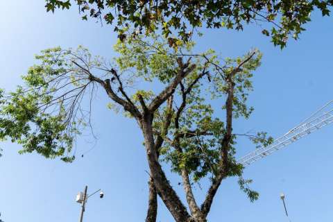 Por presencia de garzas bueyeras podan árboles en algunos sectores de Manizales