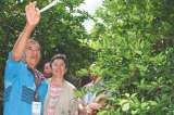 Con exportación de limón quieren cambiarle la cara a la cordillera de Nariño