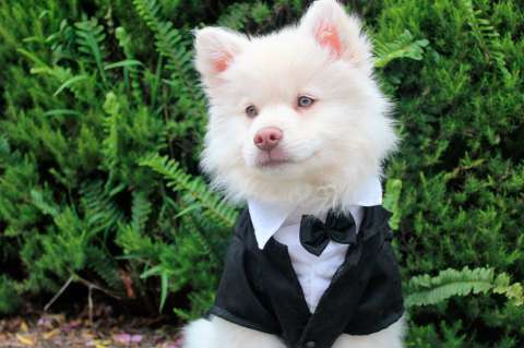 Mascotas: este es el daño que haces a tu perro o gato al humanizarlo