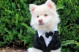 ¿Ponerle ropa a los perros es malo? Esto recomiendan los expertos