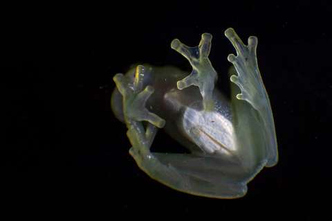 Ranas endémicas, mamíferos y aves: los animales que alberga la Cordillera Escalera