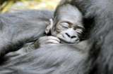 “Baby boom” de gorilas de montaña en África