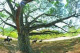 SOS por el bosque seco tropical