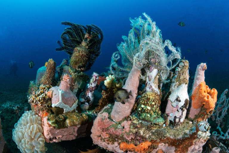 Ganadora de 'las personas y la naturaleza': Algunas cajas de botellas abandonadas en el fondo y completamente cubiertas por diversos organismos multicolores.