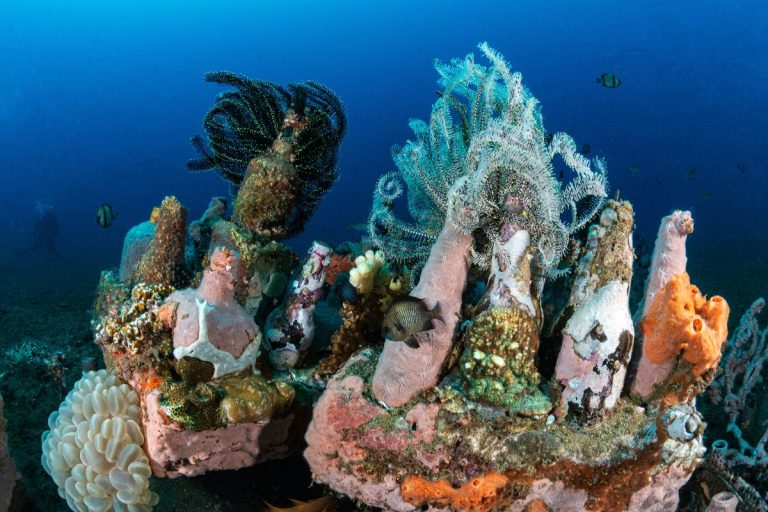 Ganadora de 'las personas y la naturaleza': Algunas cajas de botellas abandonadas en el fondo y completamente cubiertas por diversos organismos multicolores.
