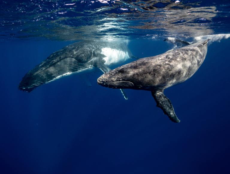 Así es como la fibra óptica submarina permite escuchar a las ballenas