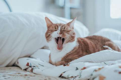 ¿Por qué no es recomendable usar las manos cuando juega con los gatos?