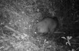 Captan seis especies silvestres en los cerros orientales con cámaras ocultas