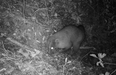 Captan seis especies silvestres en los cerros orientales con cámaras ocultas