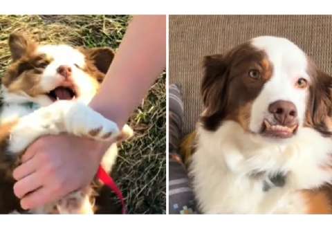 Perrito parece necesitar brackets: la historia de Arvo enternece las redes sociales