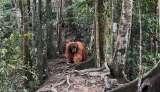 Dos días en la selva con orangutanes: así es una caminata en Sumatra